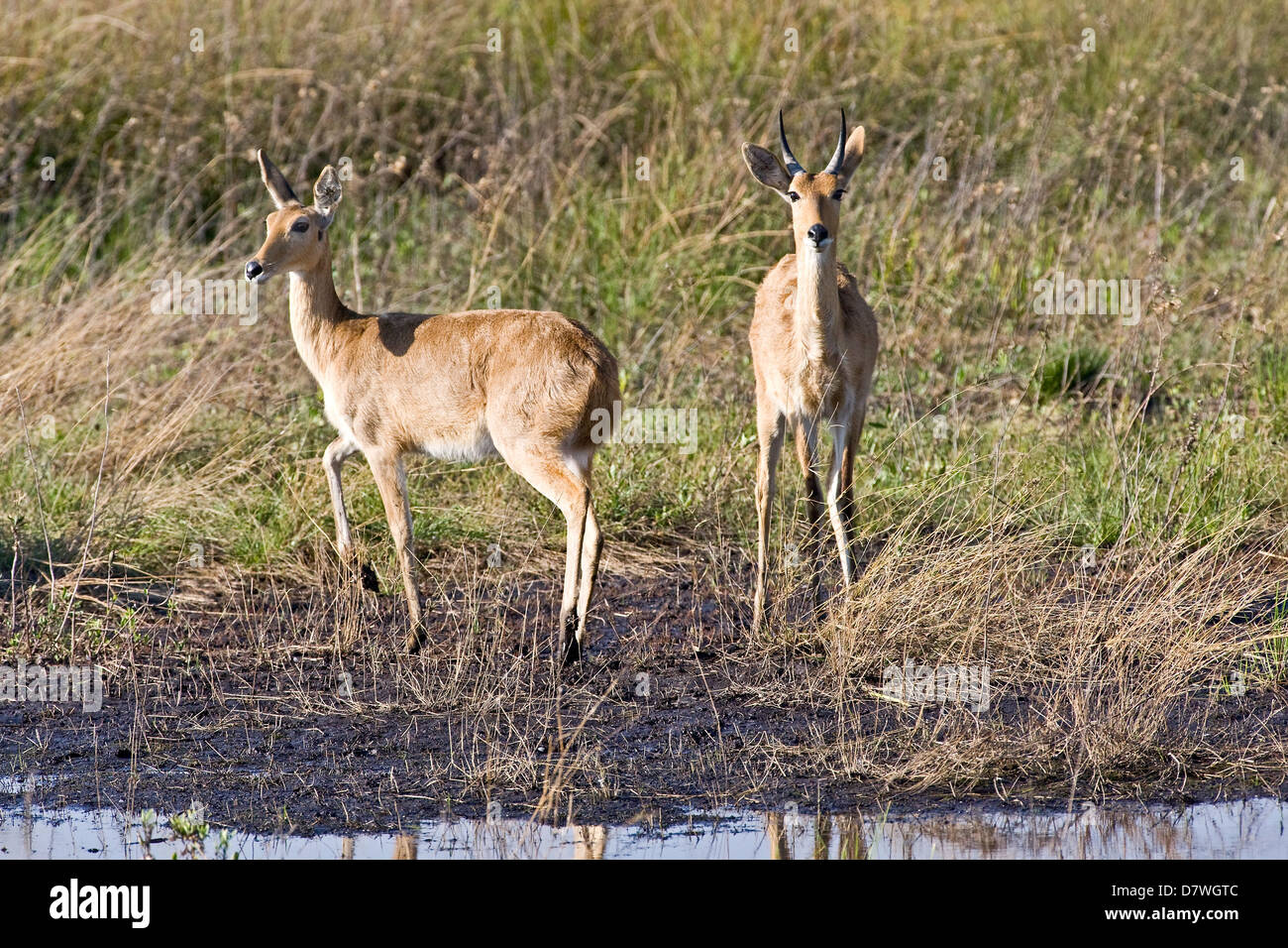 Reedbucks hi-res stock photography and images - Alamy