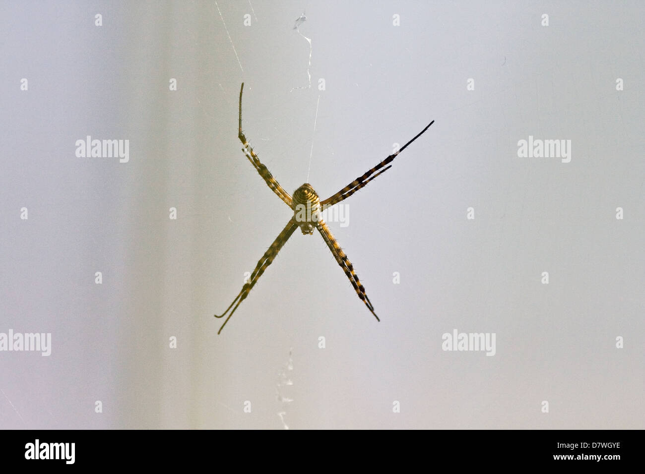 wasp spider Stock Photo