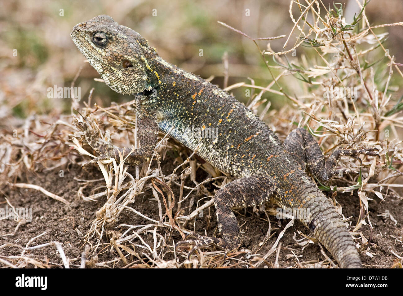 Lizard Crawler Saurian crawler hi-res stock photography and images - Alamy