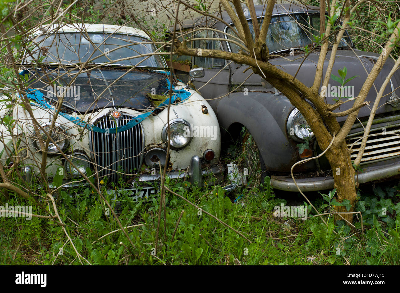 Overgrown abandoned cars, Hastings, UK Stock Photo Alamy