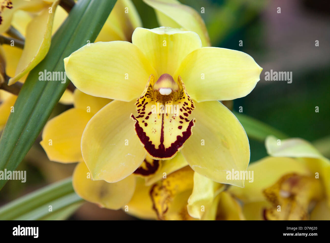 Vivid tropical orchids in Maymyo Botanic Gardens, Myanmar 2 Stock Photo