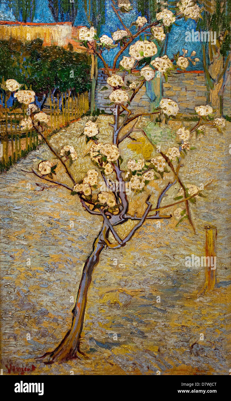 Small pear tree in blossom 1888 Vincent van Gogh 1853 - 1890  Dutch Netherlands Post Impressionism Stock Photo