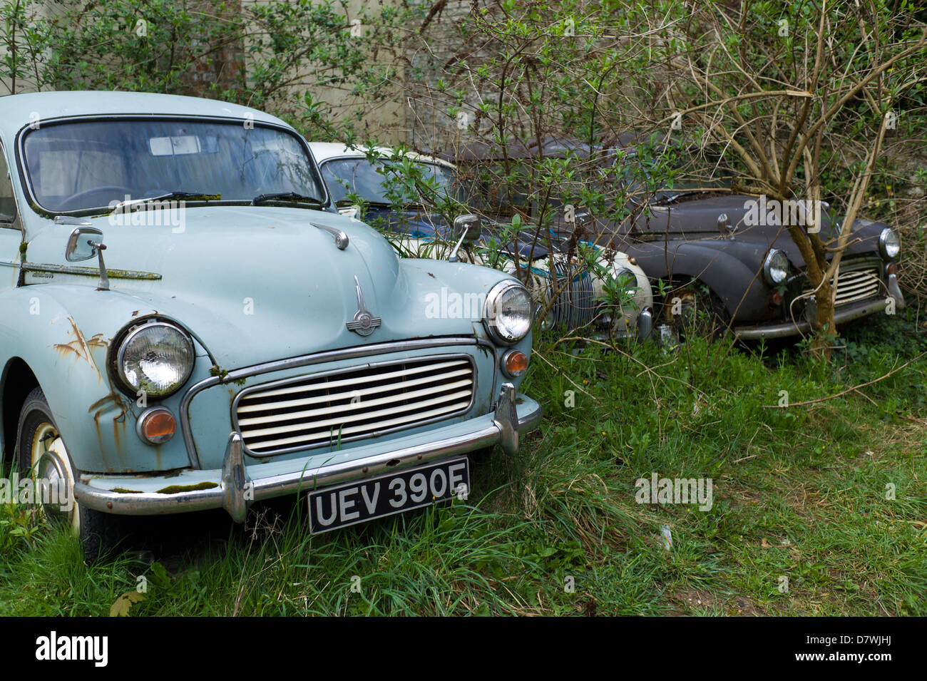 Overgrown abandoned cars, Hastings, UK Stock Photo Alamy