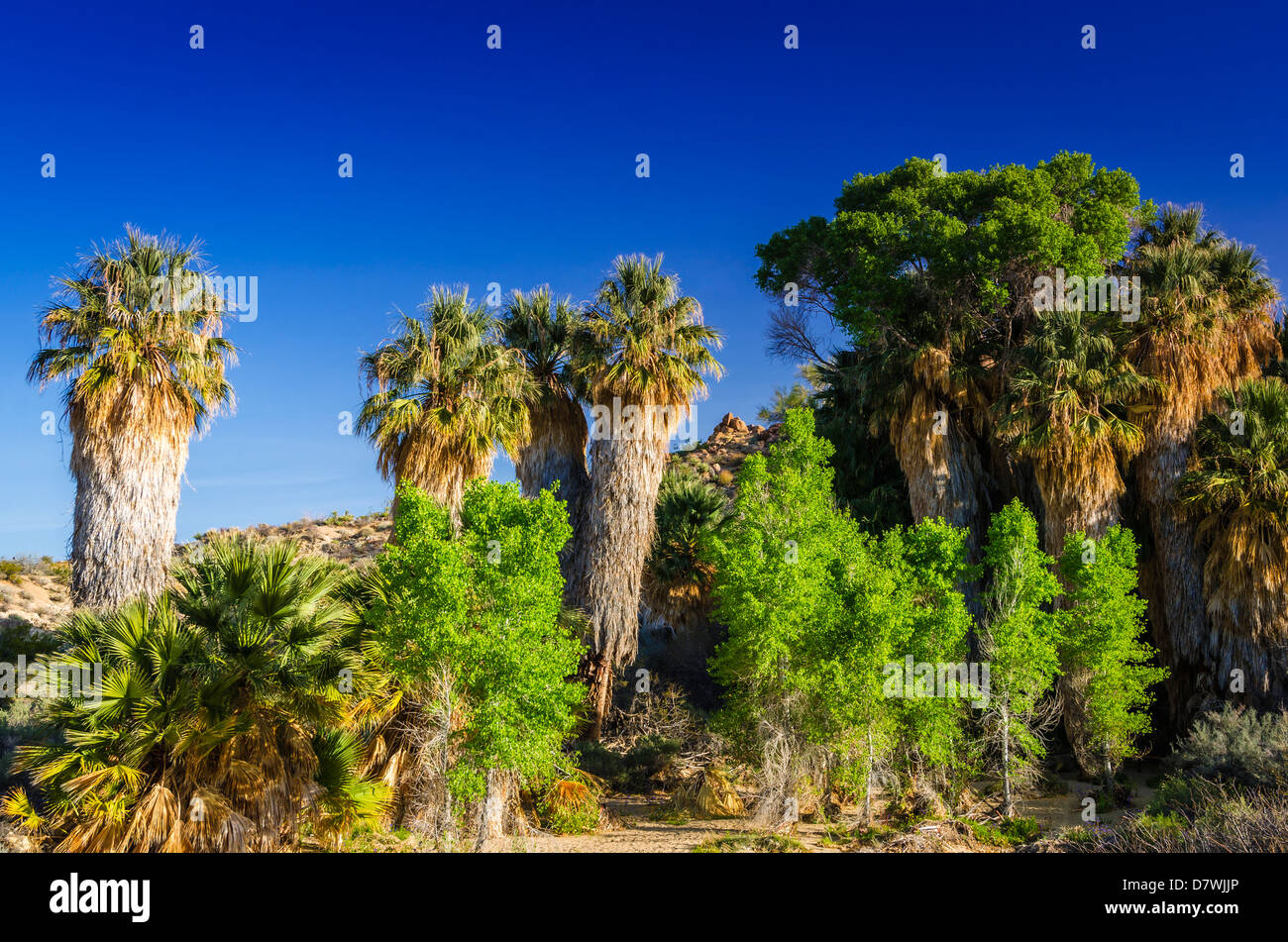 California fan palms at the Cottonwood Spring Oasis, Joshua Tree National Park, California USA
