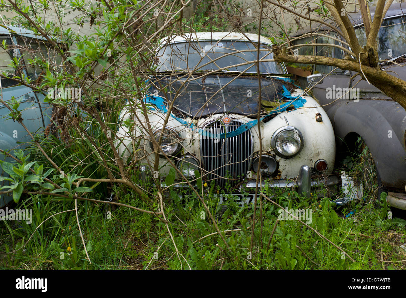 Overgrown abandoned cars, Hastings, UK Stock Photo Alamy