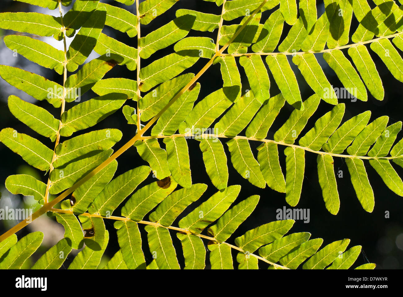 Royal Fern - Osmunda regalis Stock Photo