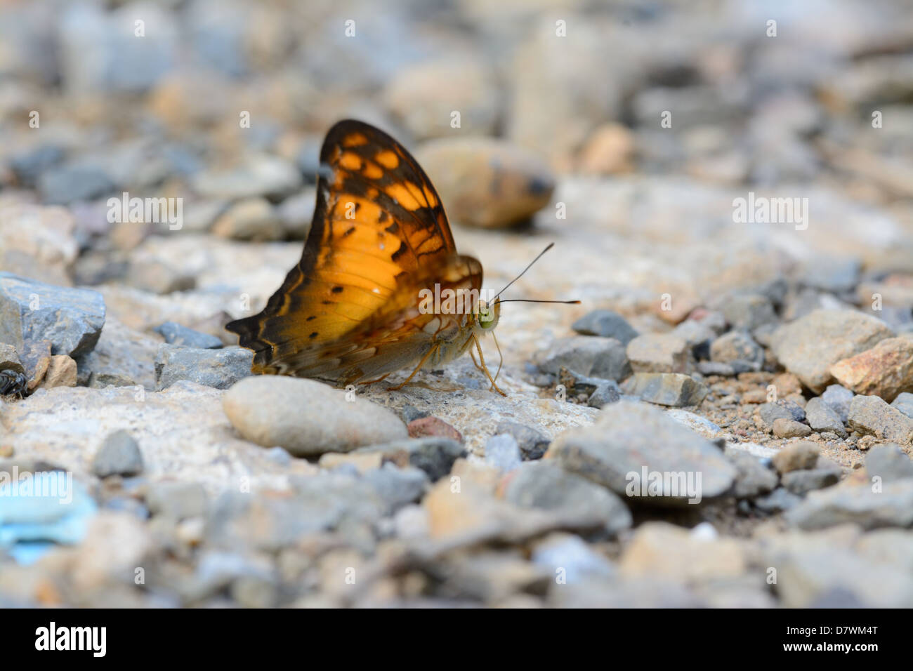 beautiful Vagrant butterfly (Vagrans egista sinha) on the road track Stock Photo