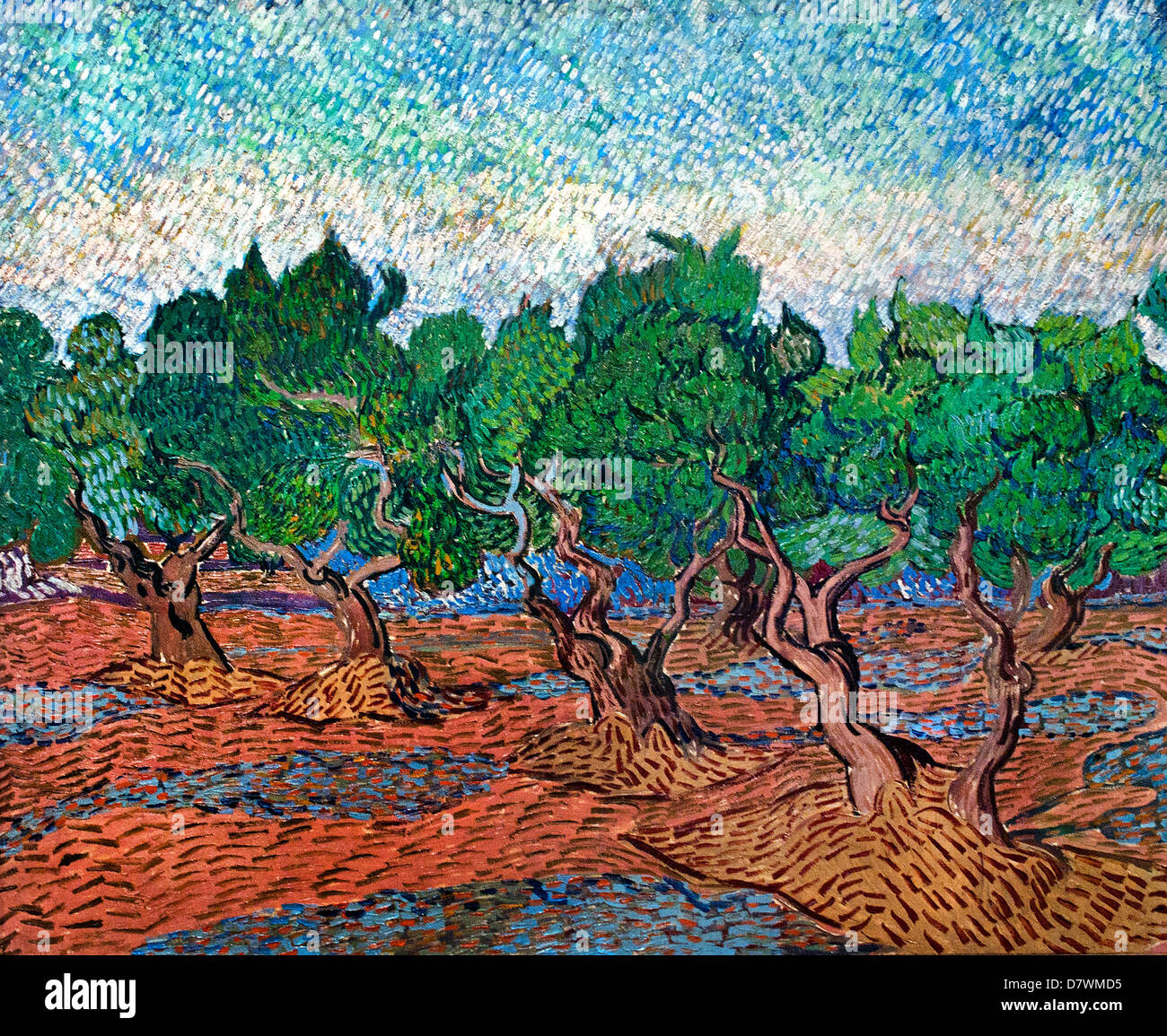 Olive grove 1889 Vincent van Gogh 1853 - 1890  Dutch Netherlands Post Impressionism Stock Photo