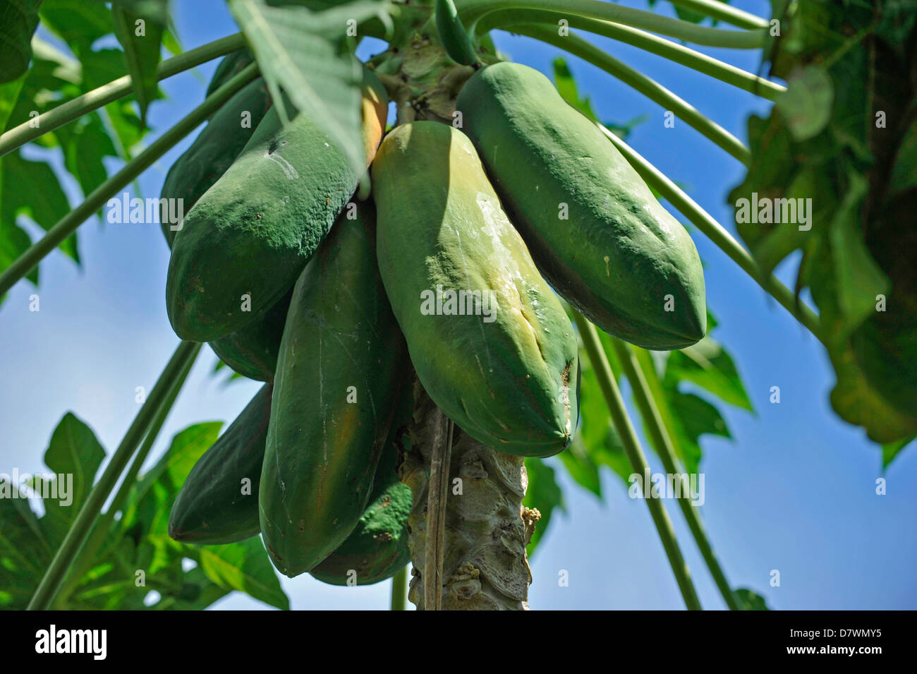 Asia Malaysia Penang papaya Stock Photo Alamy