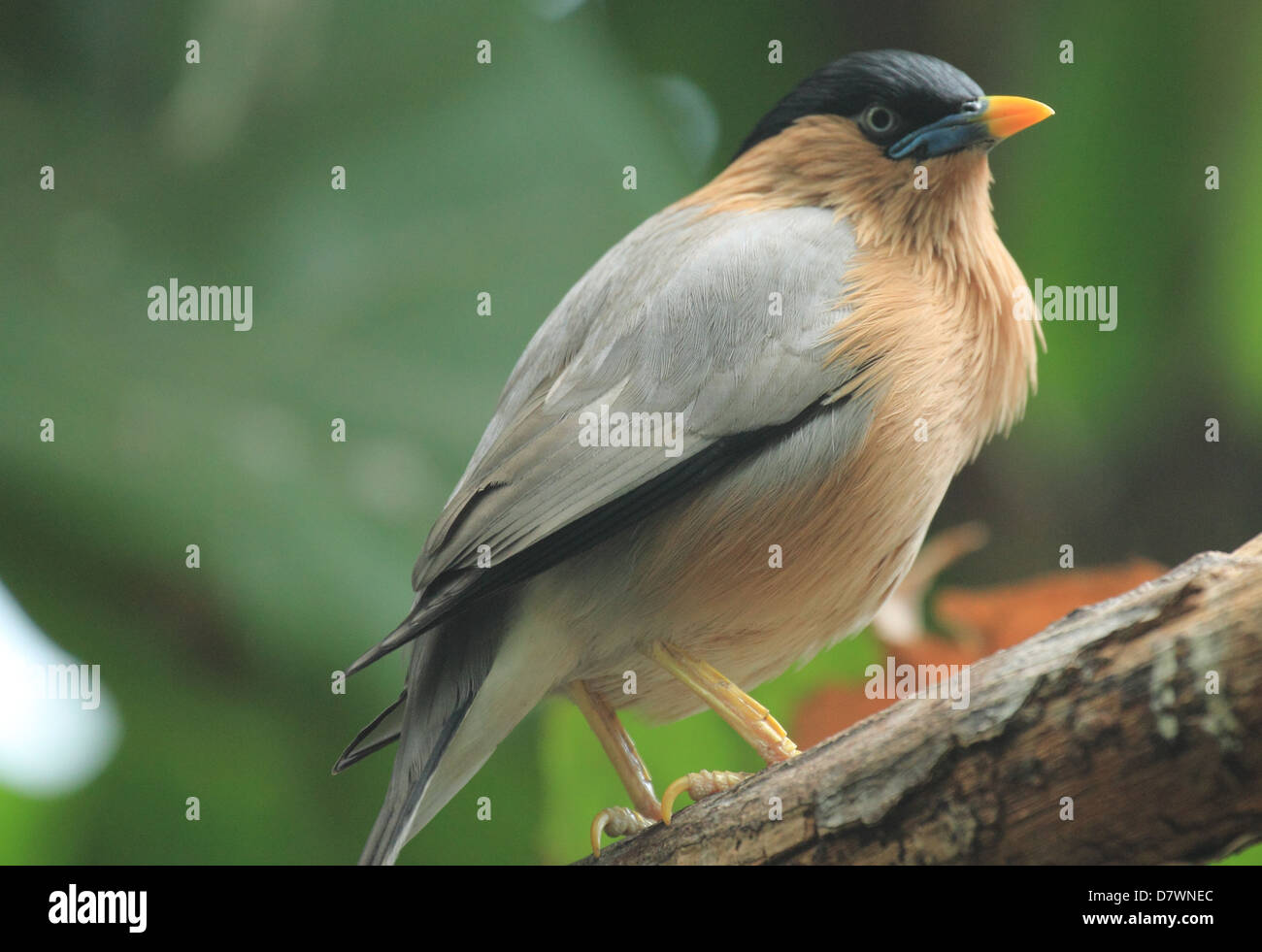 Wildlife bird hi-res stock photography and images - Alamy
