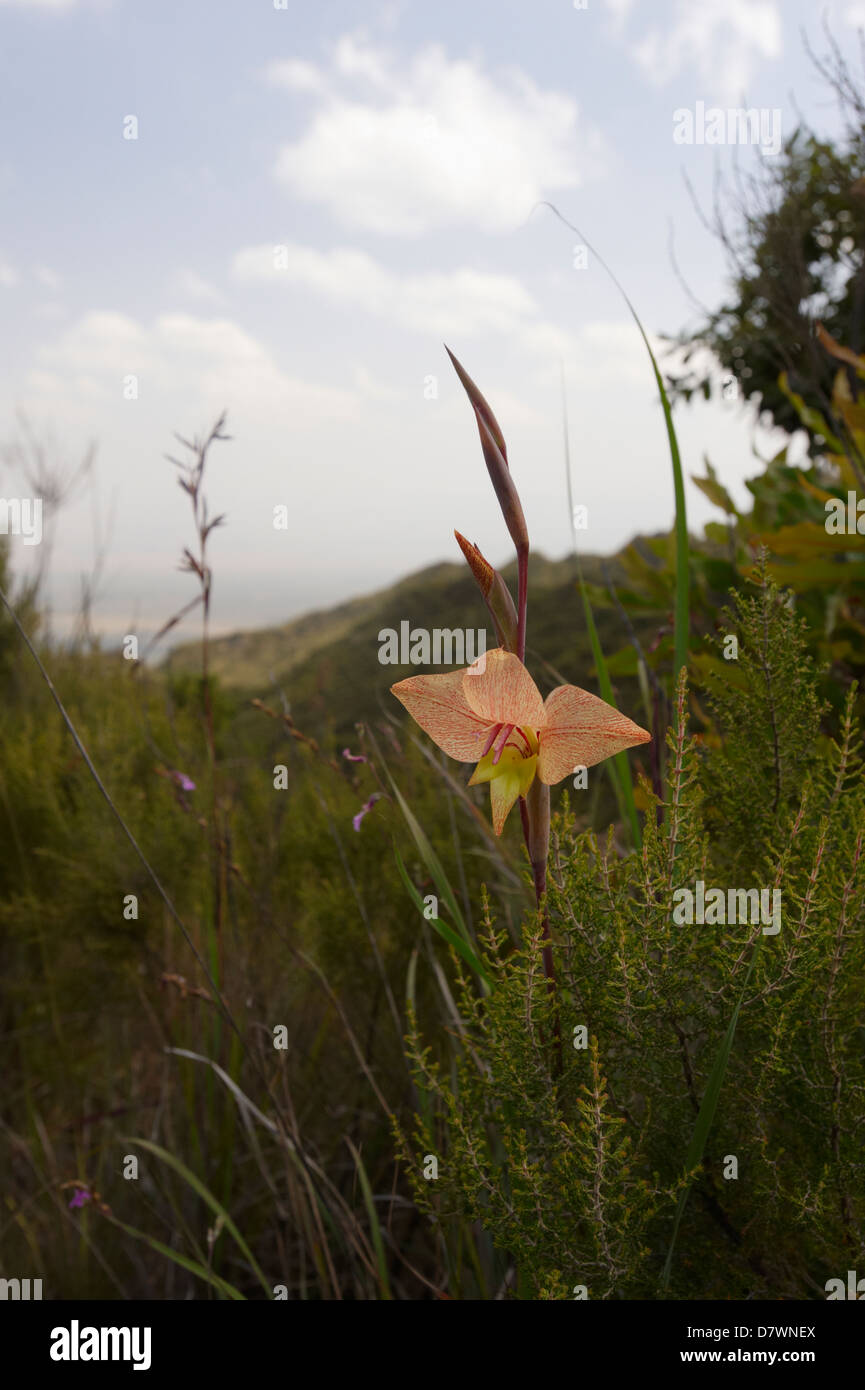 Gladiolus natalensis flower on Mount Longonot, Mount Longonot National Park, Nakuru, Kenya Stock Photo
