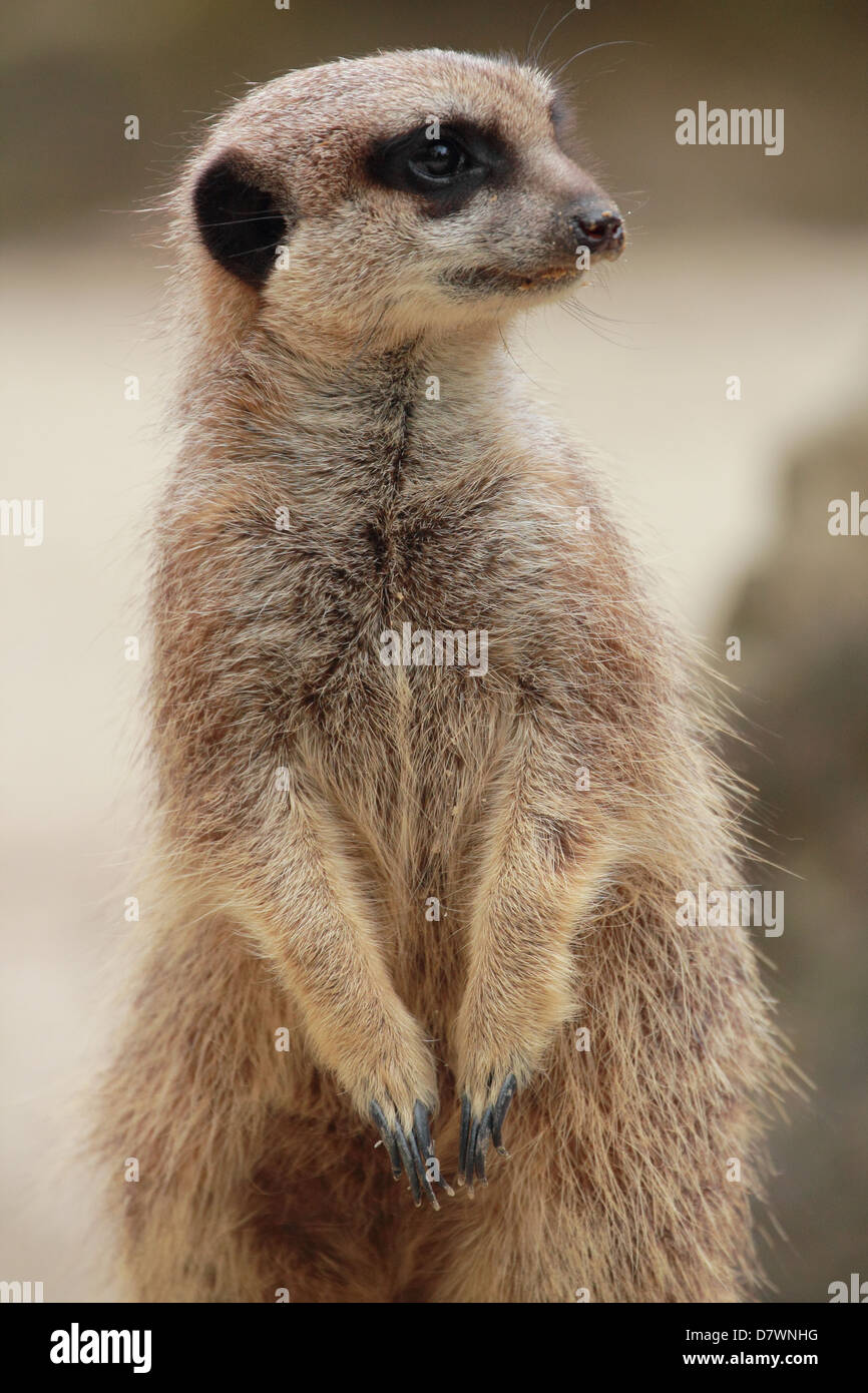 wildlife, meerkat Stock Photo