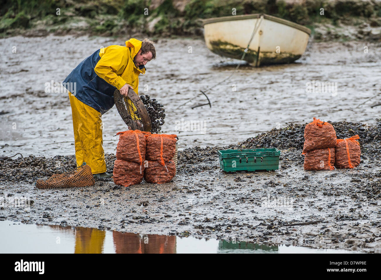 Fisherman collecting Mussels Stock Photo Alamy