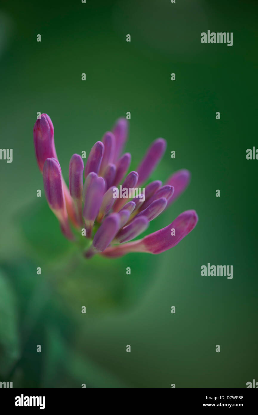 Honeysuckle flower before blooming hires stock photography and images