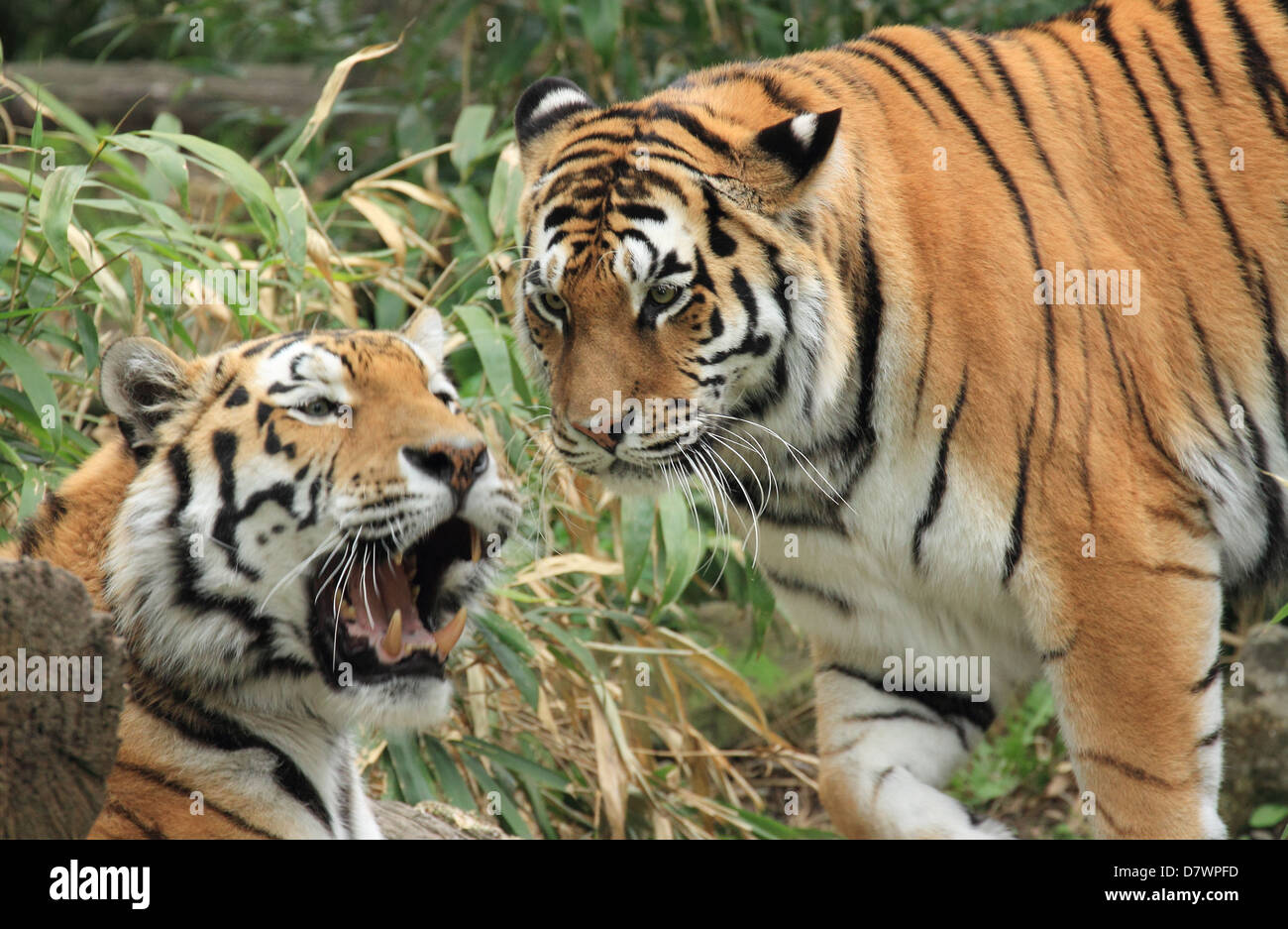 wildlife, tiger Stock Photo