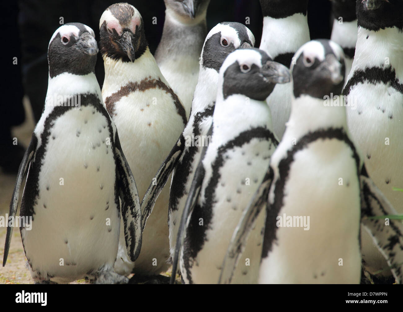 wildlife, penguin Stock Photo