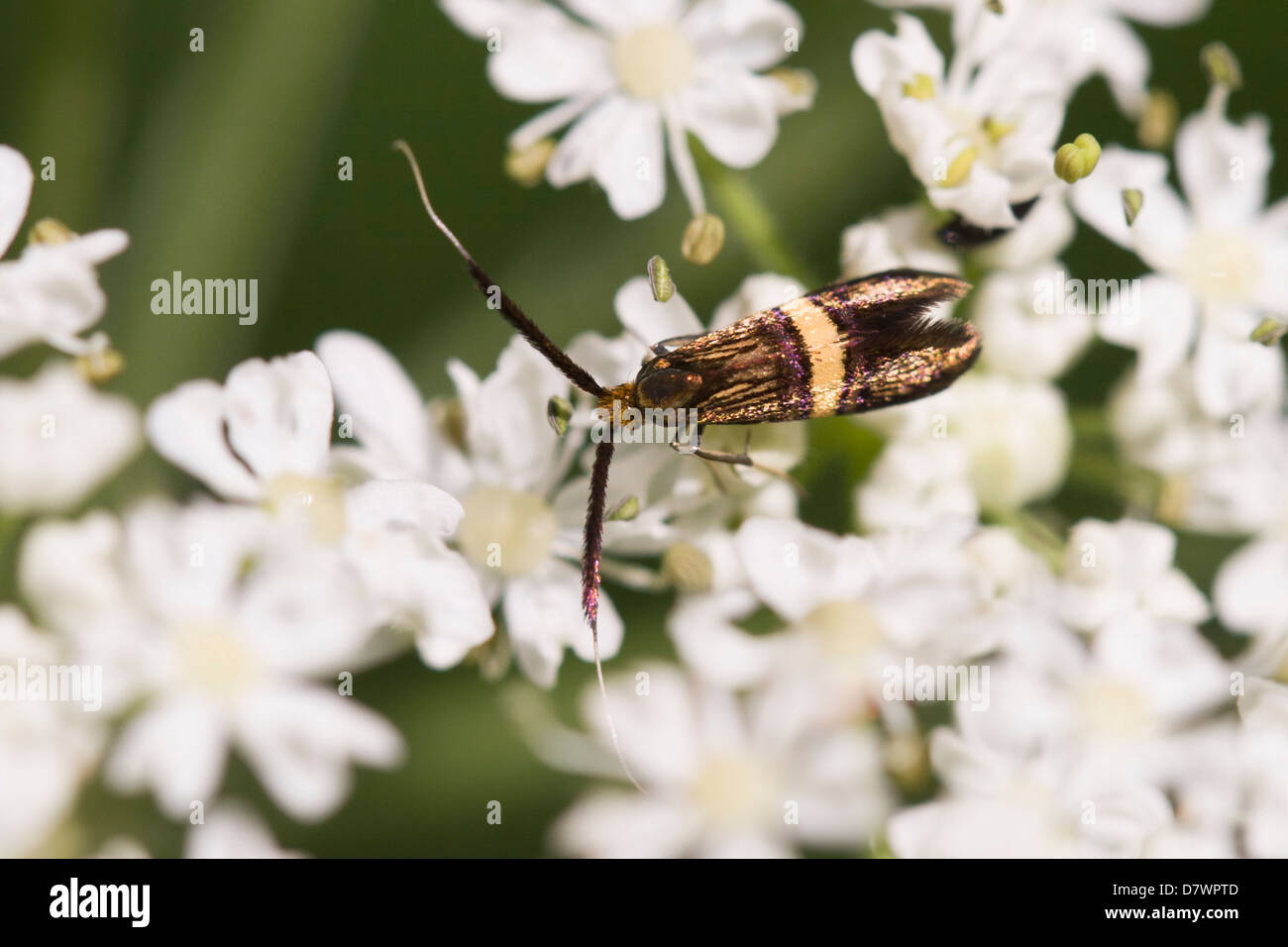 Fairy longhorn moth - Nemophora degeerella (female) Stock Photo