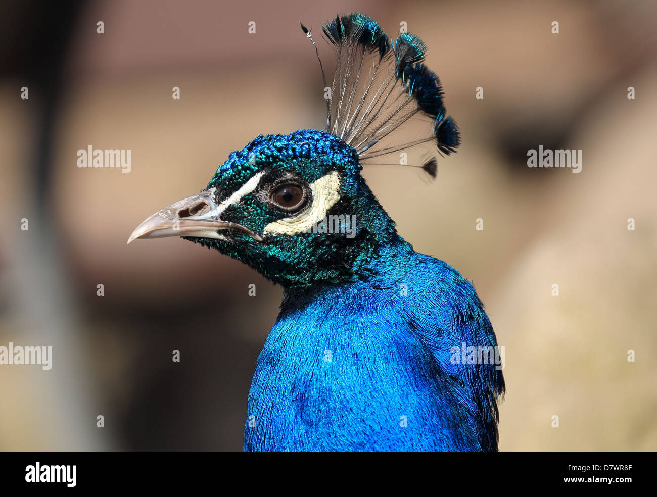 Wildlife bird hi-res stock photography and images - Alamy