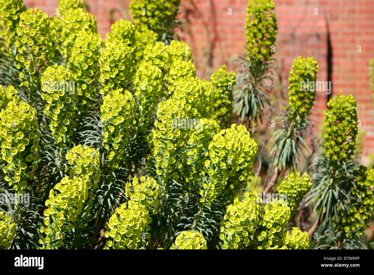 Euphorbia characias subsp. wulfenii, against red brick wall. Stock Photo