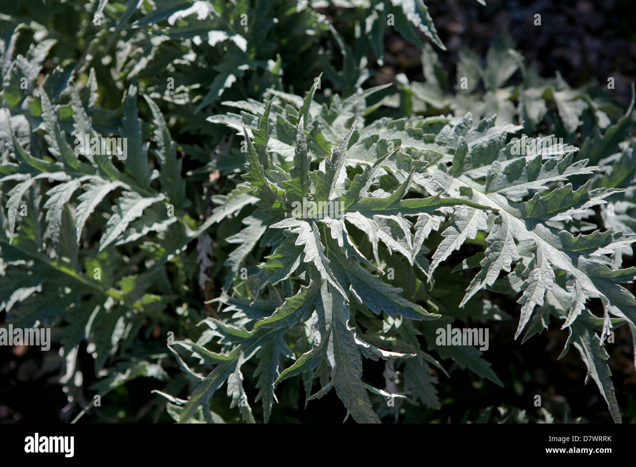Cynara cardunculus - Globe artichoke leaves - spiky silver foliage Stock Photo