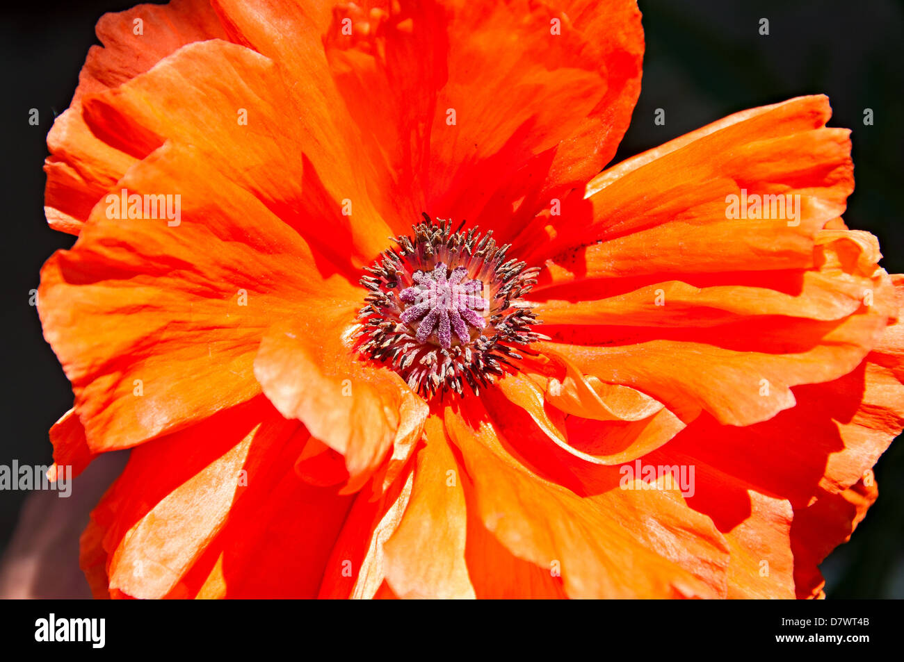 Red poppy black background hi-res stock photography and images - Alamy