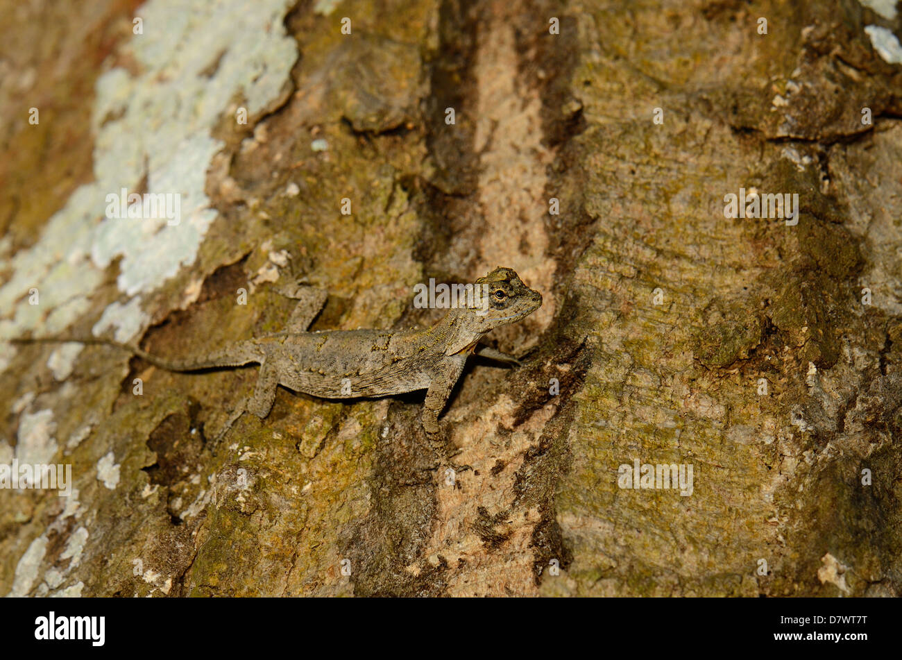 beautiful Common Gliding Lizard or Common Flying Drago(Drago volans) in Thai forest Stock Photo