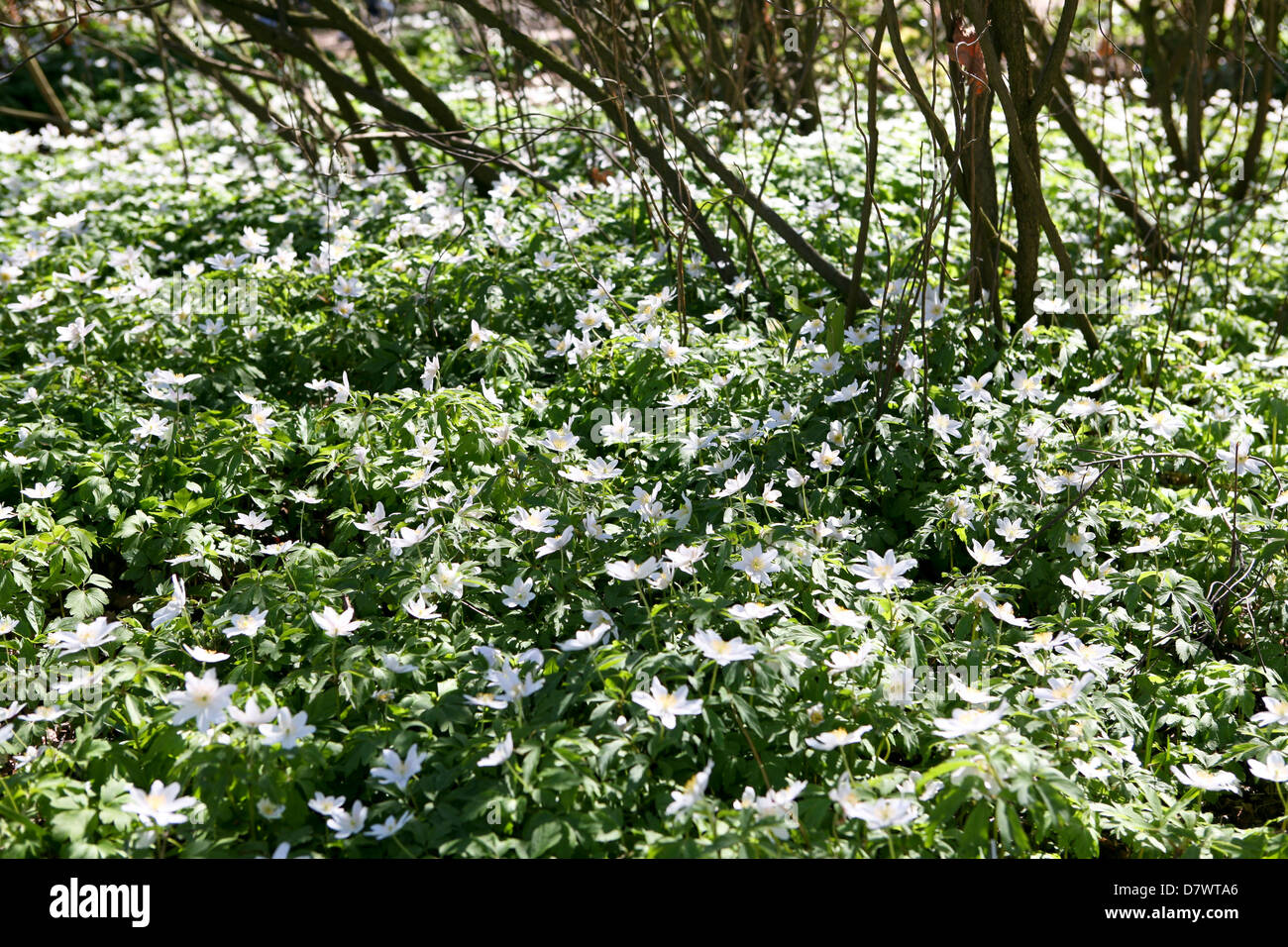 Wood anemones (Anemone nemorosa) covering the ground beneath trees, early spring. Stock Photo