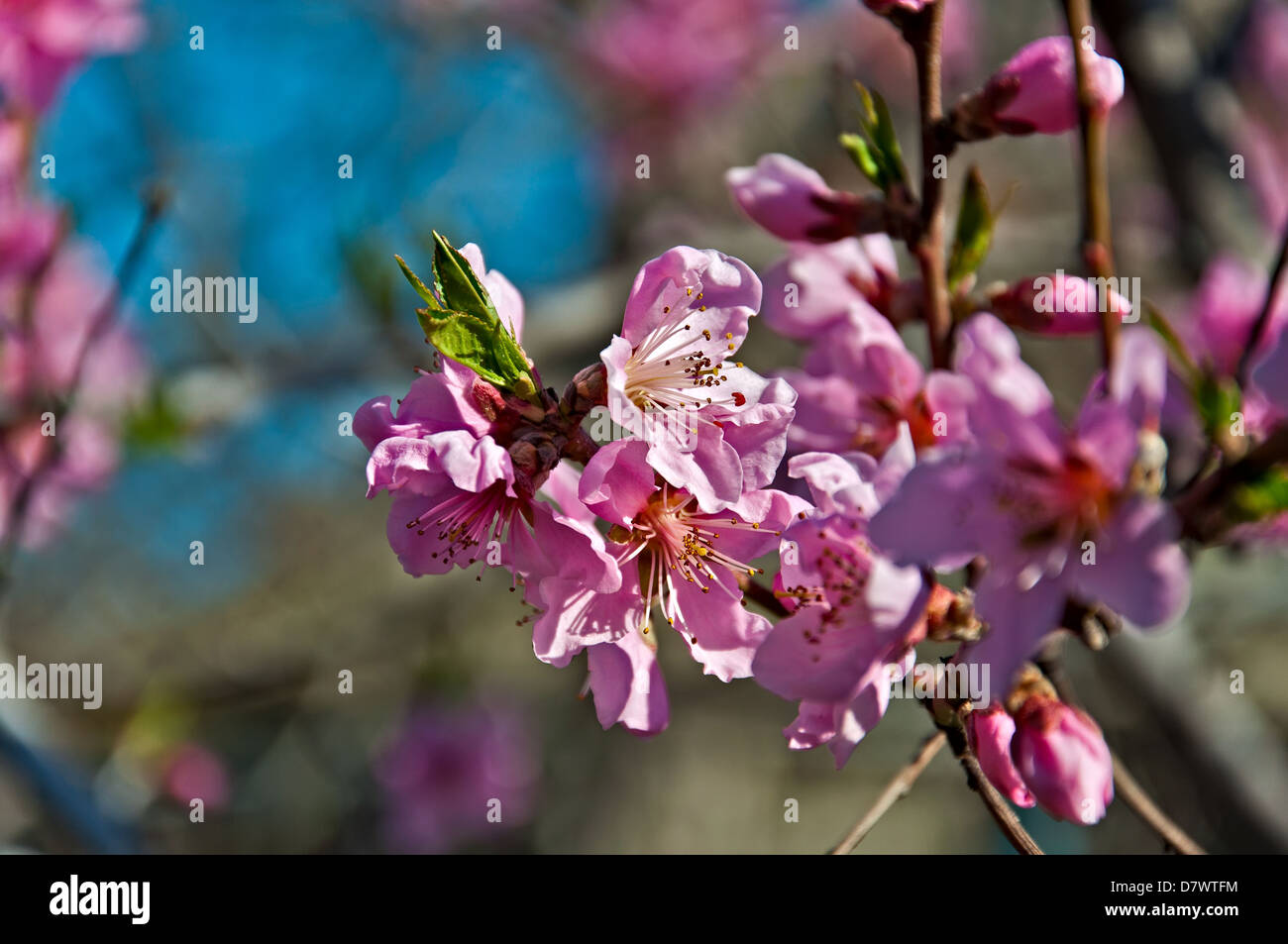 Peach tree in orchard blooming hi-res stock photography and images - Alamy