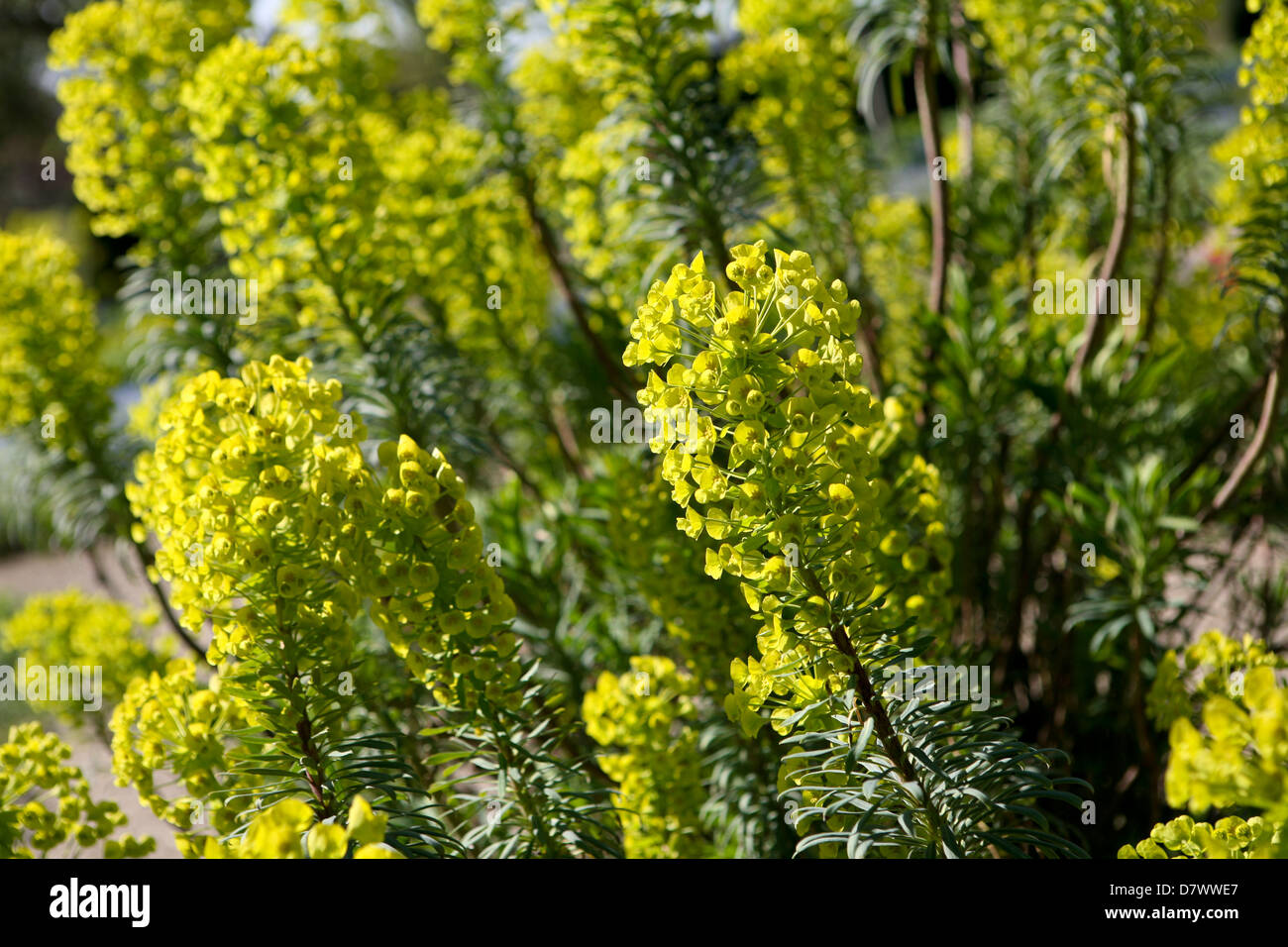 Euphorbia characias subsp. wulfenii - spurge, close up Stock Photo