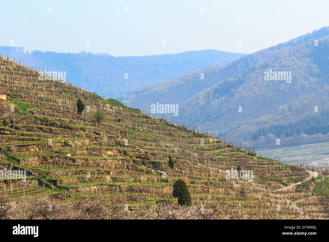 Vinyard of loess terraces in the famous valley Wachau, Austria Stock Photo