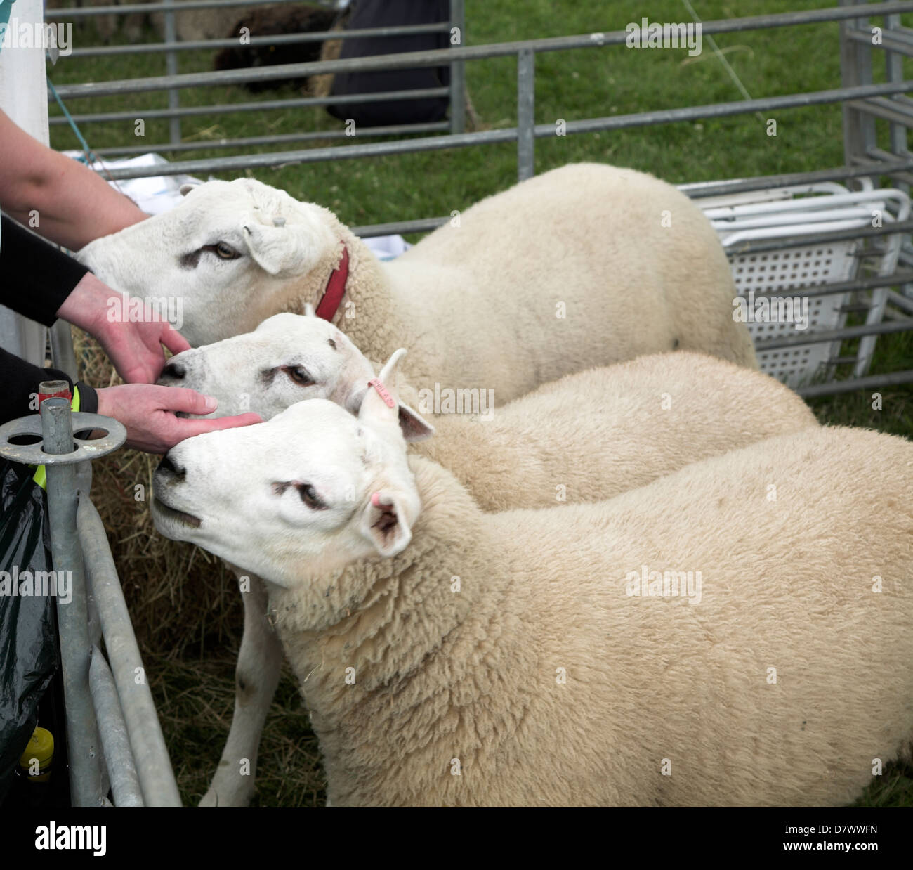 Three Texel sheep being petted in a pen Stock Photo