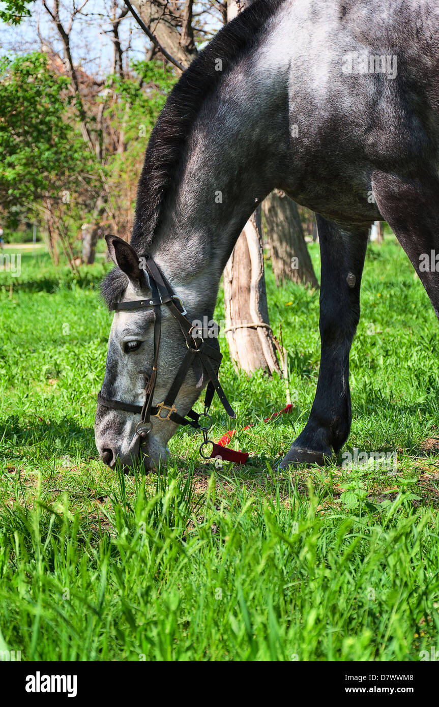 Grazing horse on juicy green grass on a bright sunny day Stock Photo ...