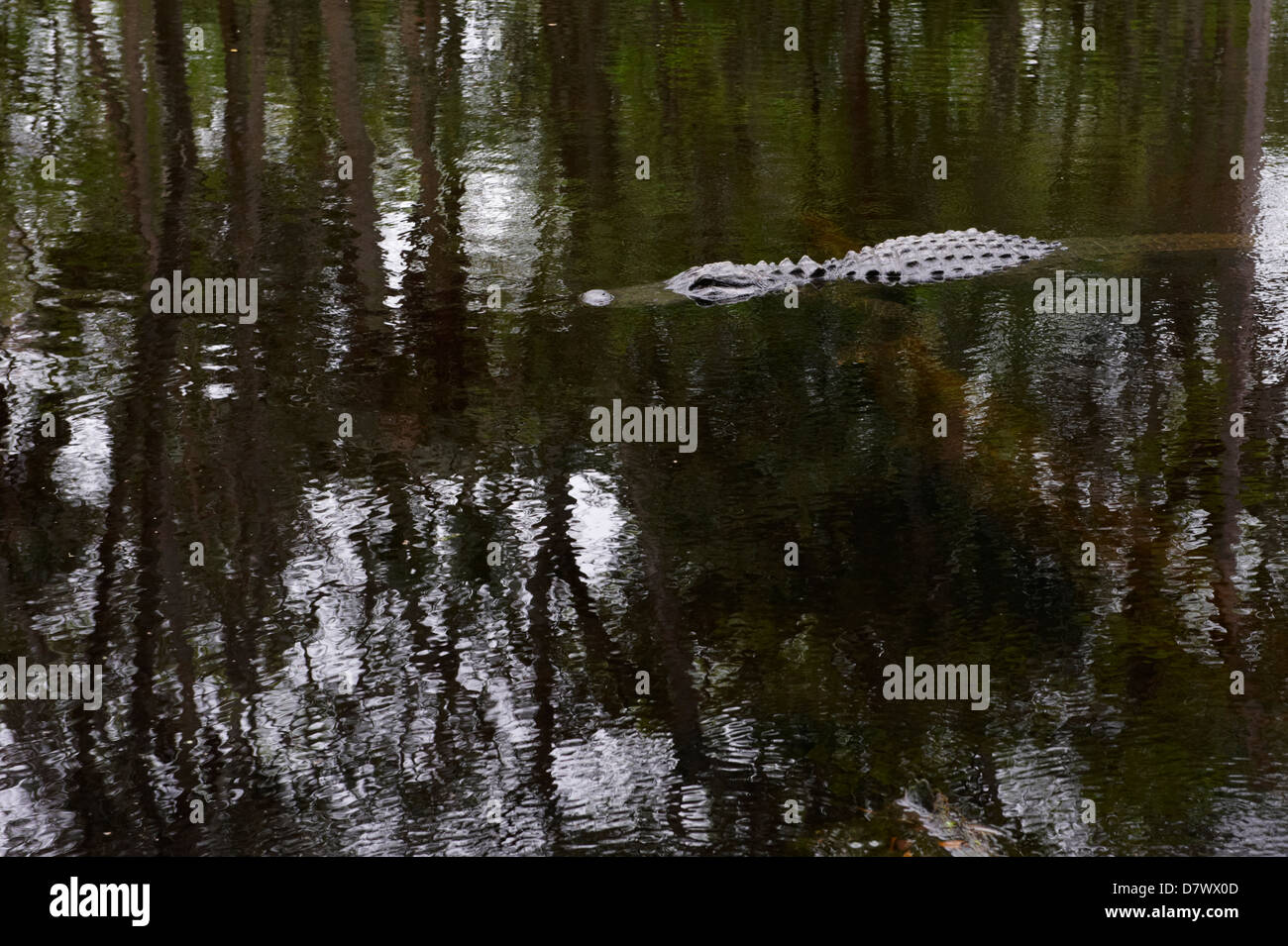 Crocodile in lake, Homosassa Springs Wildlife Park, Florida, USA Stock Photo