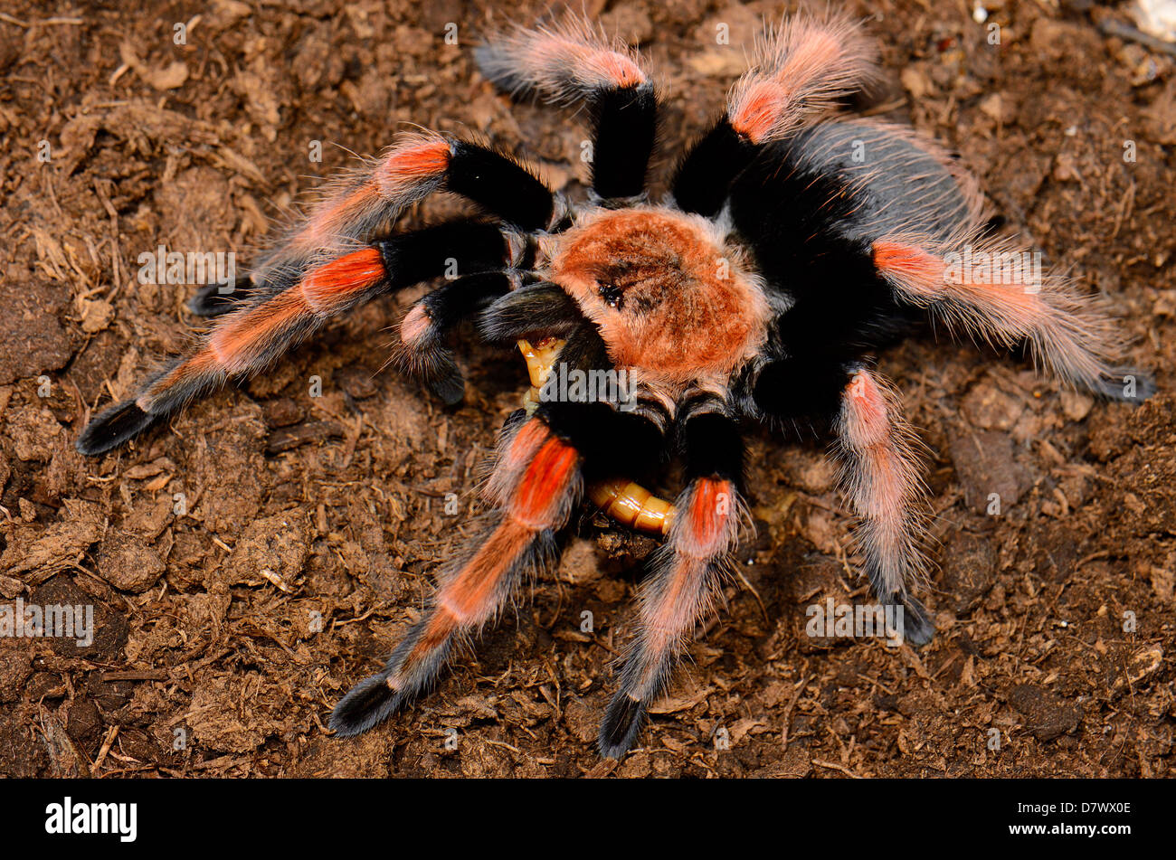Beautiful Subadult Female Mexican Fireleg Tarantula Brachypelma Boehmei beautiful-subadult-female-mexican-fireleg-tarantula-brachypelma-boehmei