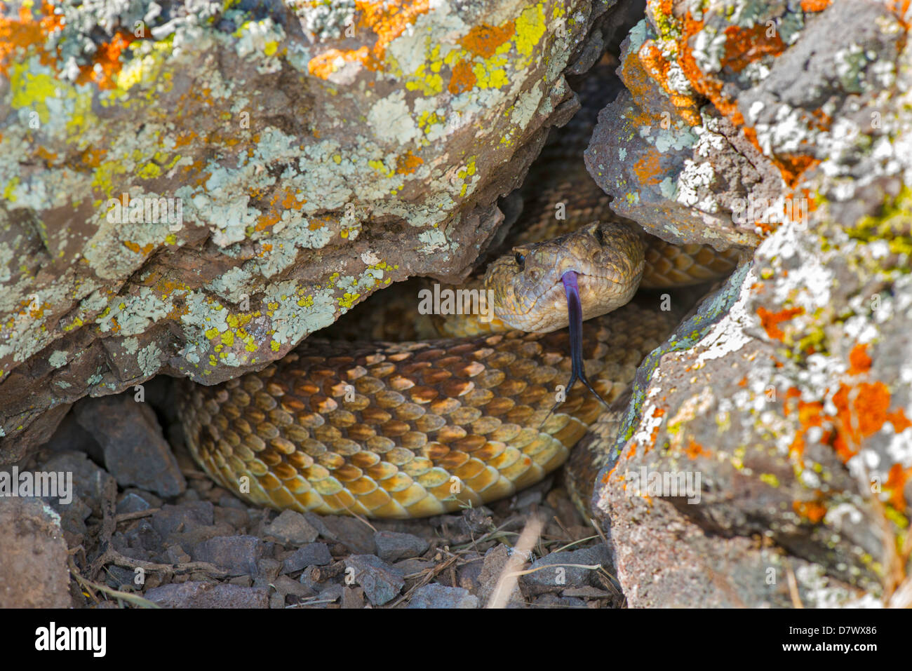 Western Rattlesnake Crotalus oreganus oreganus Lake Isabella, Kern County, California, United States 19 April Adult Viperidae Stock Photo