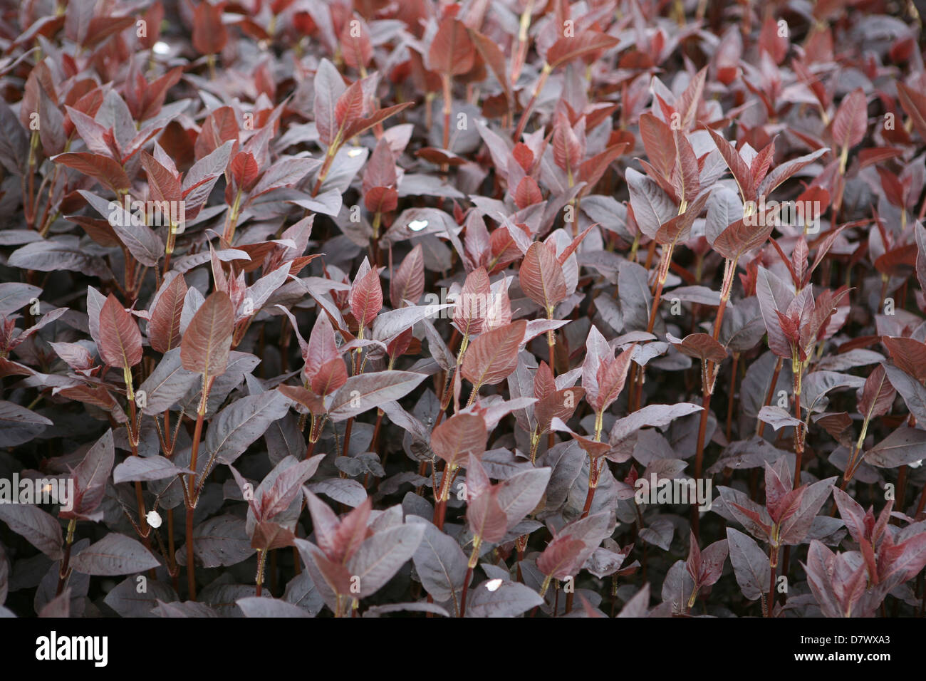 Lysimachia ciliata 'Firecracker', new spring growth. Stock Photo