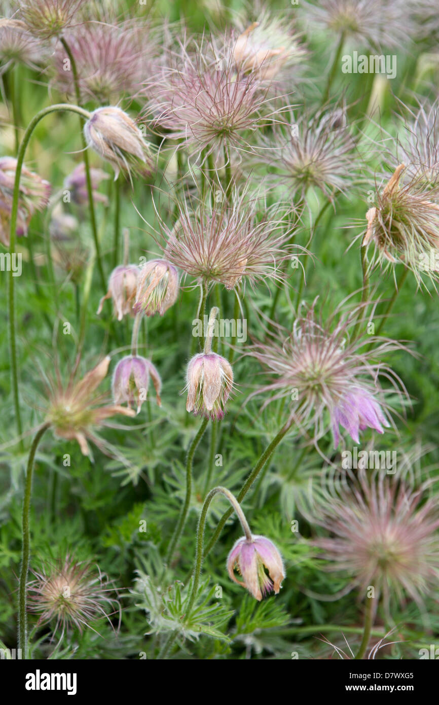 Pulsatilla vulgaris (Pasque Flower / Pasqueflower) seed heads Stock Photo