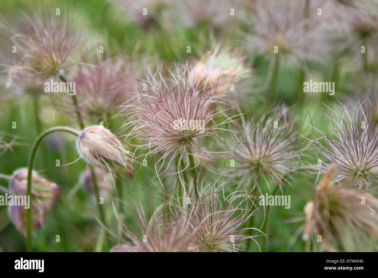 Pulsatilla vulgaris (Pasque Flower / Pasqueflower) seed heads Stock Photo