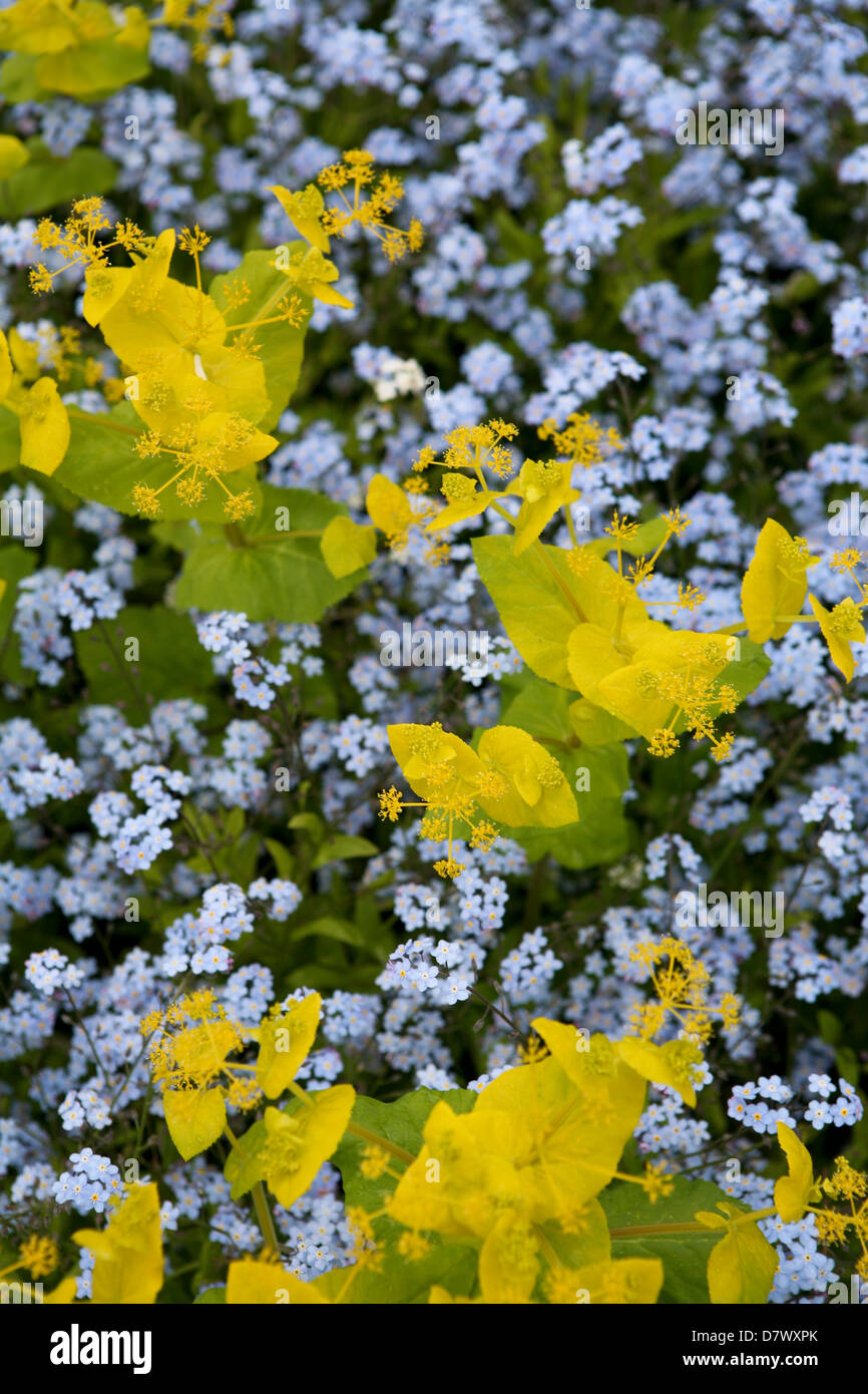 Smyrnium perfoliatum with blue Forget-Me-Nots (Myosotis sylvatica) Stock Photo