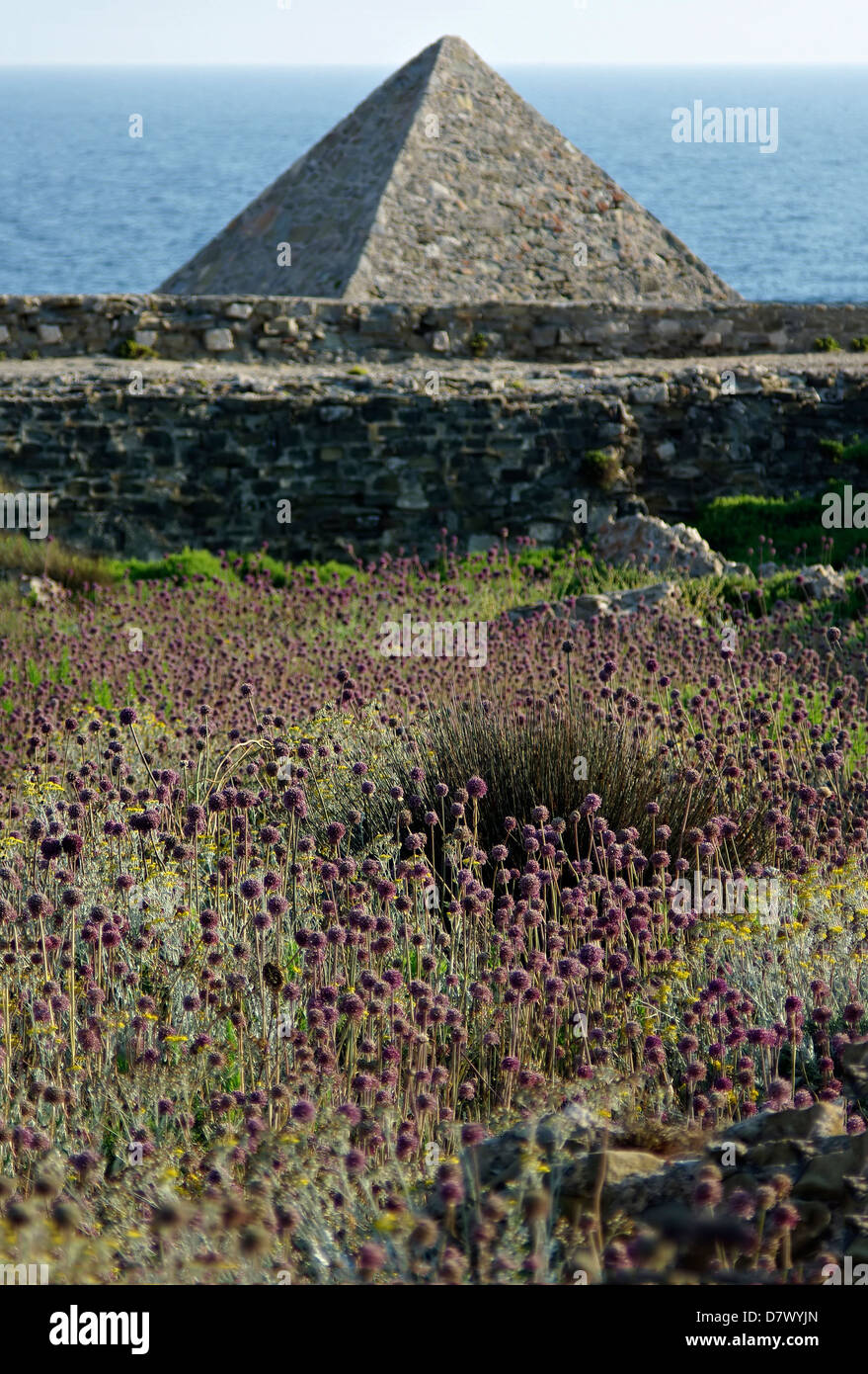Sea weed field hi-res stock photography and images - Alamy