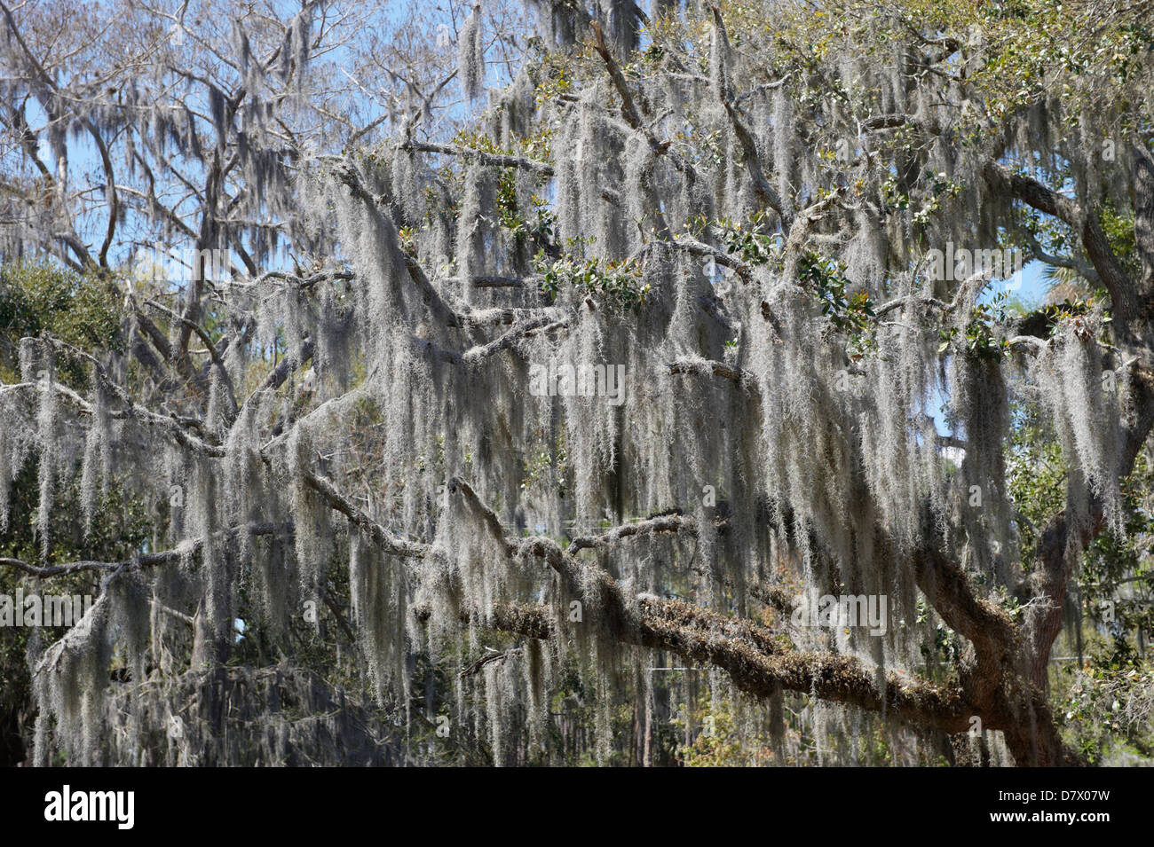 Trees covered in Spanish Moss (Tillandsia usneoides), Florida, USA