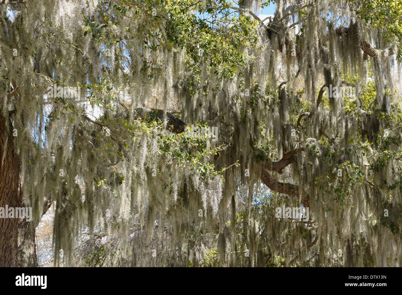 Trees covered in Spanish Moss (Tillandsia usneoides), Florida, USA Stock Photo