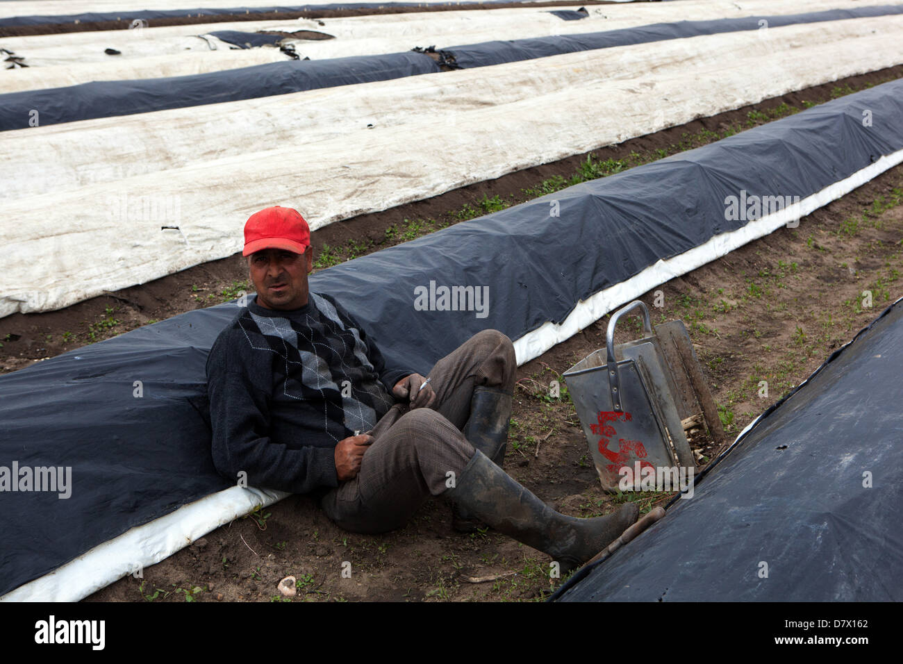 Seasonal workers, people from Romania and Bulgaria harvesting and picking asparagus, fields in Central Bohemia, Czech Republic Stock Photo