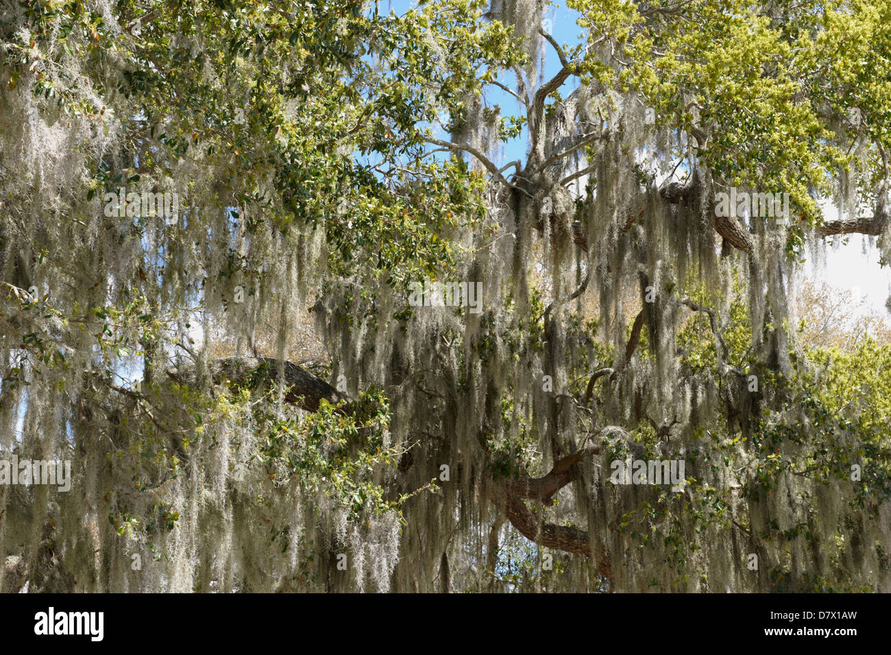 Trees covered in Spanish Moss (Tillandsia usneoides), Florida, USA Stock Photo