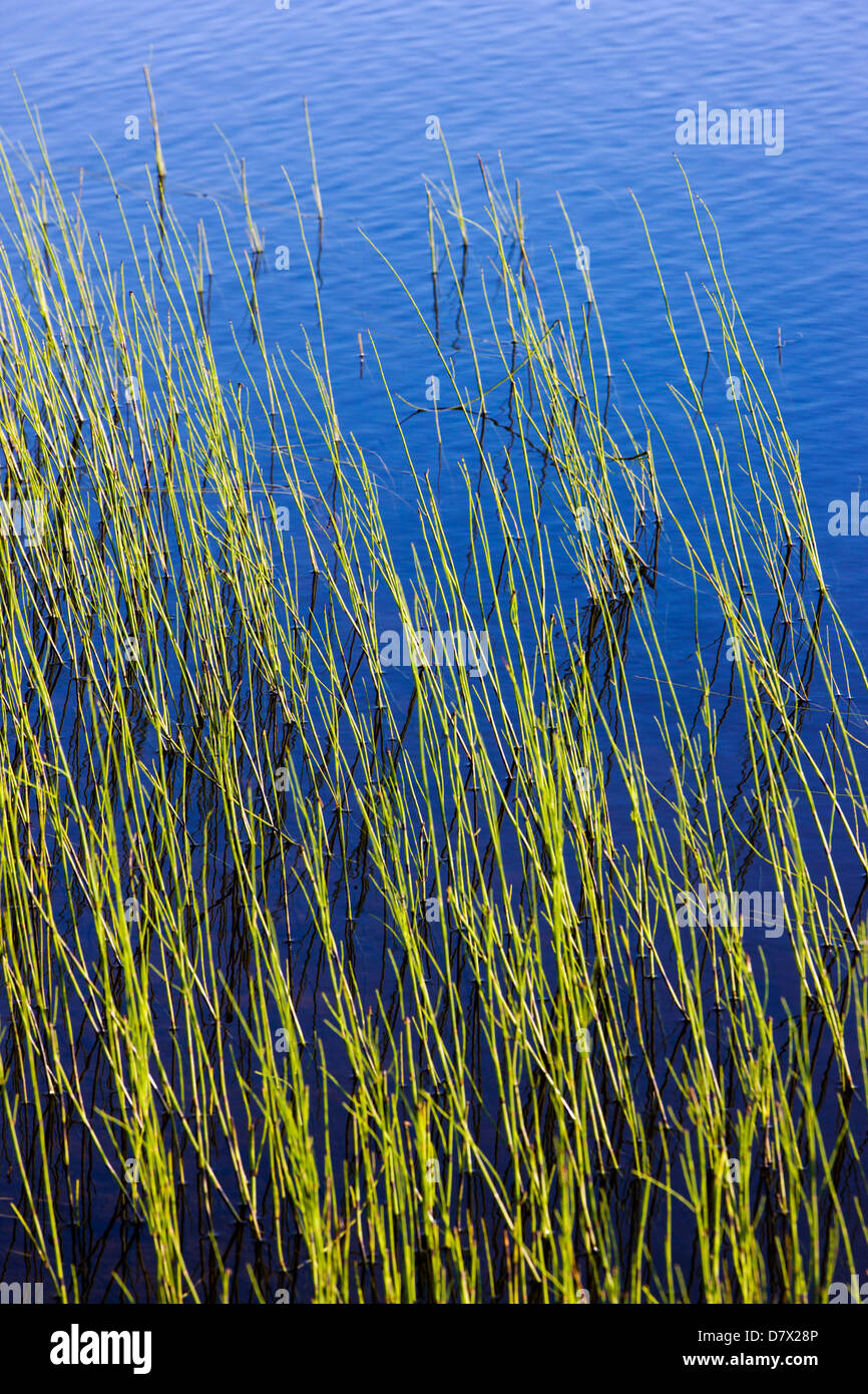 Marsh grass, Reflection Pond, Denali National Park, Alaska, USA Stock Photo