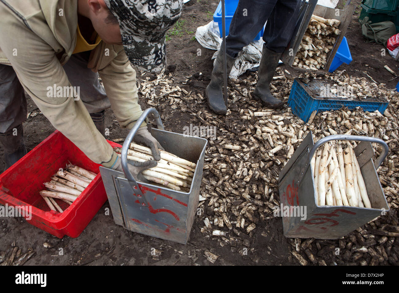 Seasonal workers, people harvesting and picking asparagus, fields in  Czech Republic Stock Photo