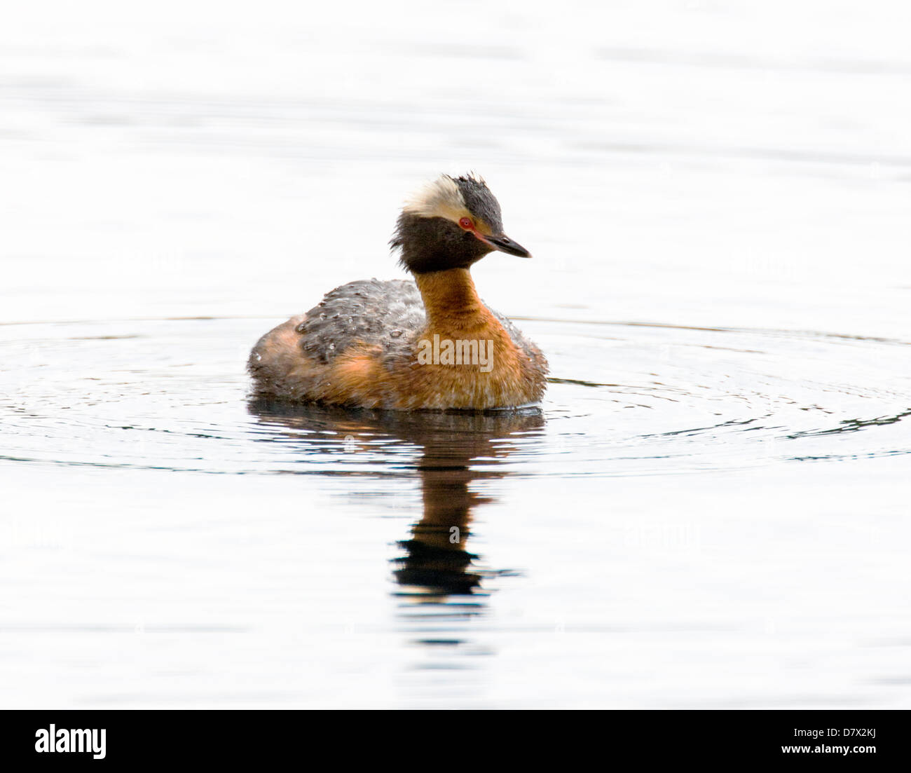 Horned Grebe, Slavonian Grebe, Podiceps azurites, on a tundra lake in the western section of Denali National Park, Alaska, USA Stock Photo