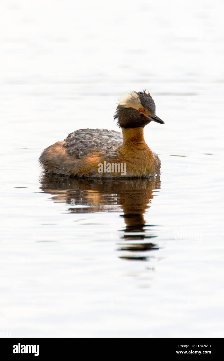 Horned Grebe, Slavonian Grebe, Podiceps azurites, on a tundra lake in the western section of Denali National Park, Alaska, USA Stock Photo