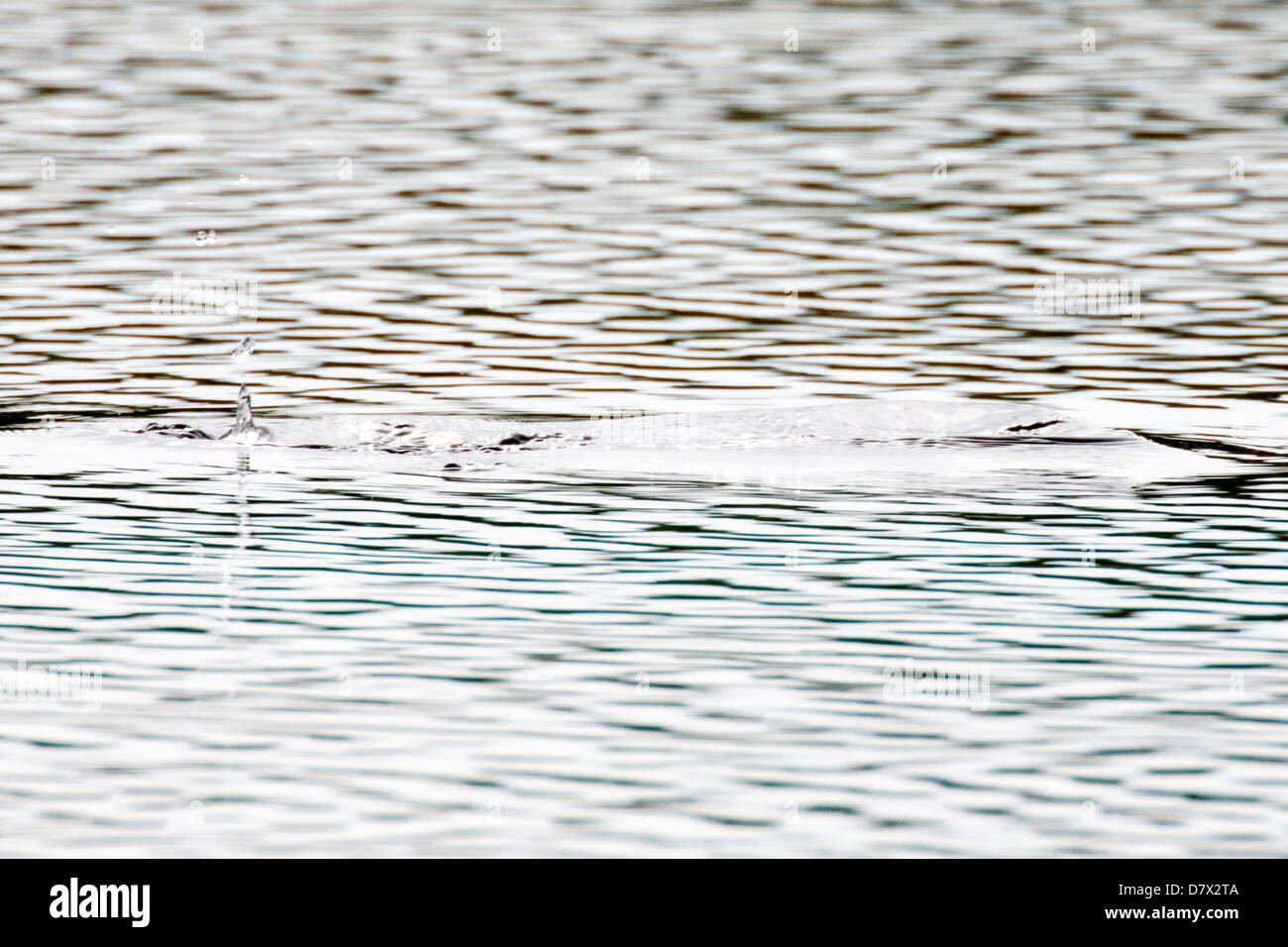 Diving duck creates ripples in a tundra lake in the western section of Denali National Park, Alaska, USA Stock Photo