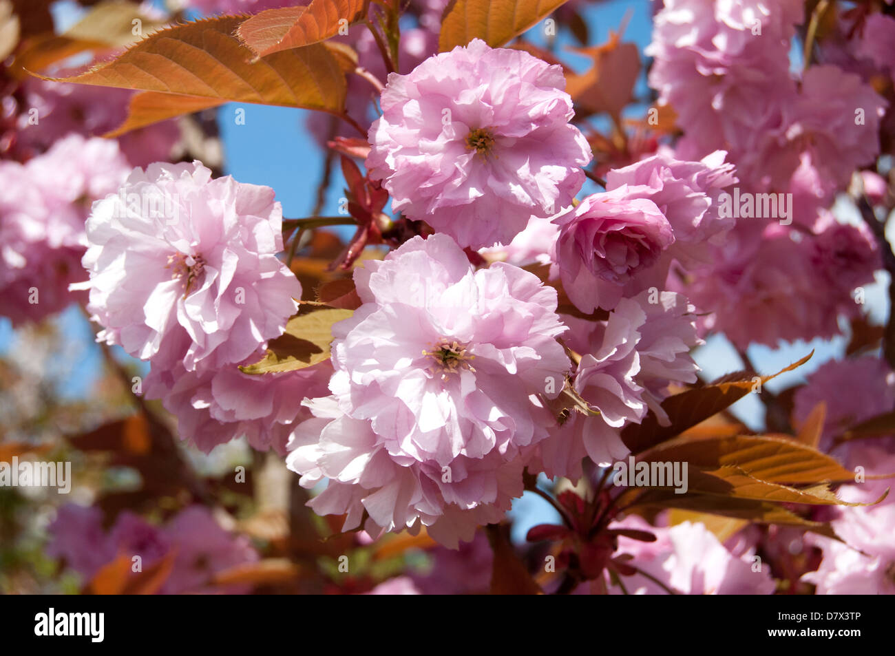 Pink blossom on flowering cherry tree (Prunus "Kanzan Stock Photo Alamy